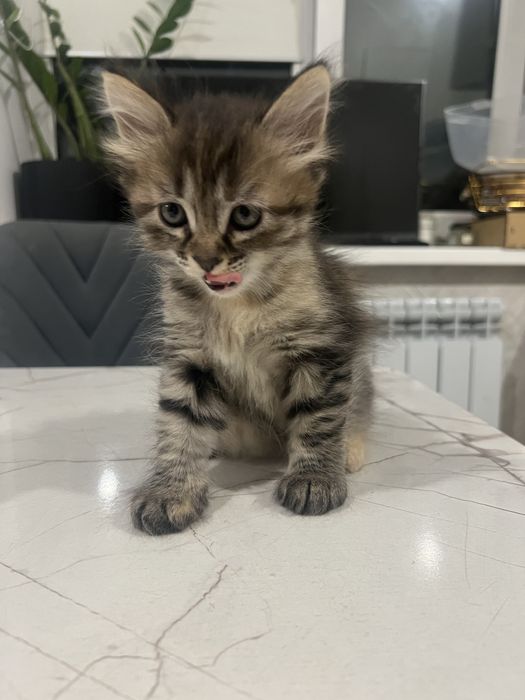 Котенок девочка в добрые руки!!
