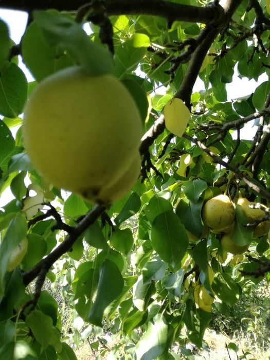 Продам дачу в ДО " Автомобилист"