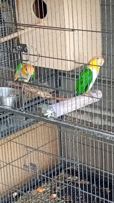 Vand pereche de papagali caique