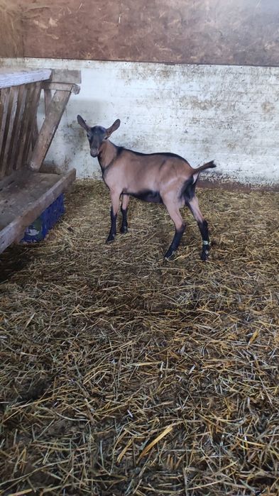 Vând țap rasa alpină franceză.