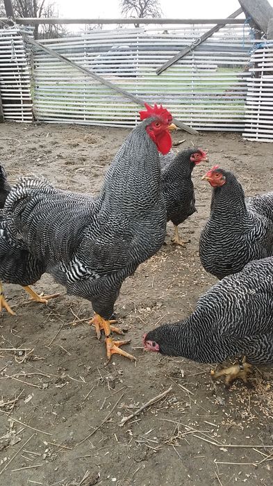 Brahma herminat deschis ,brahma porțelan și playmout rock barat.