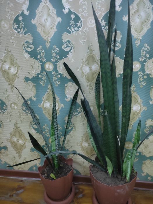 Цветы комнатные растения