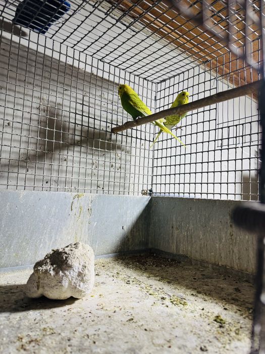 Qushla toza zot Toshkenda spengal andulka