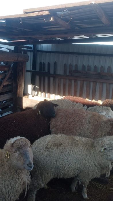 Семіз қойлар сатылады