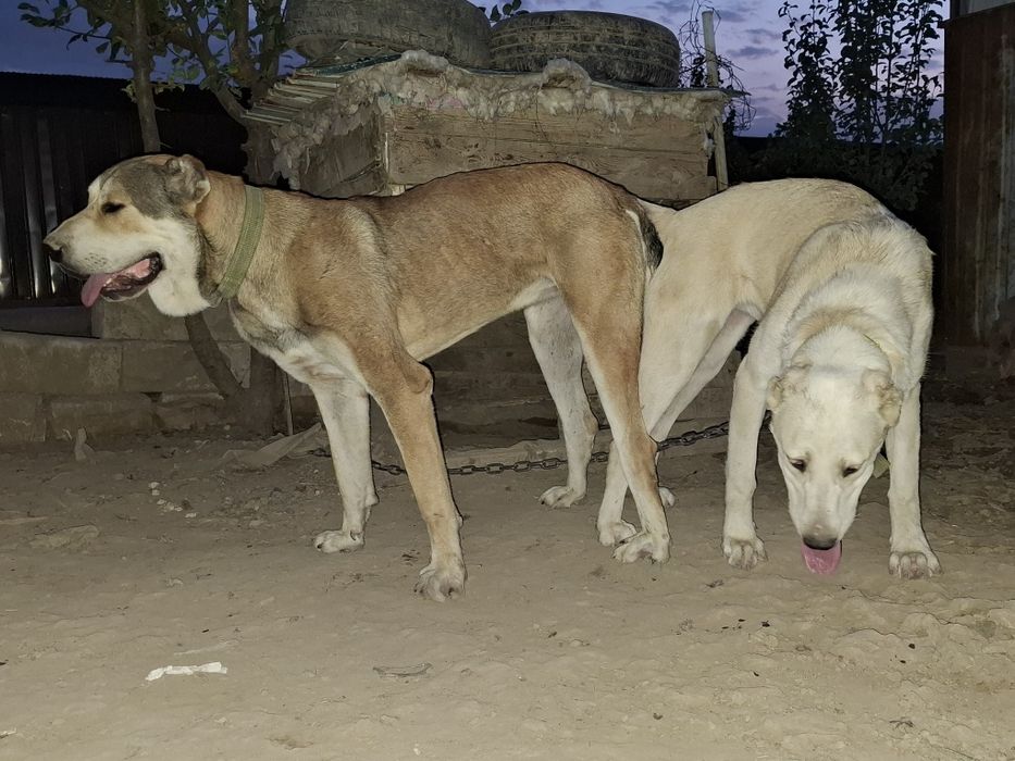 Алабай күшік сатылады