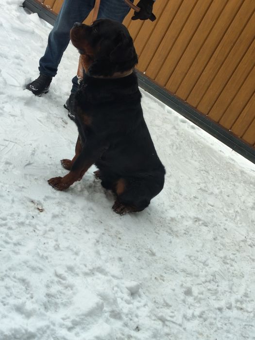 Продам ротвейлер кабель 3 год