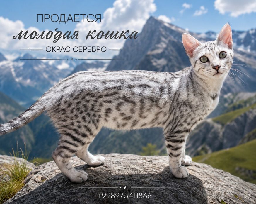 Бенгальские кошечки молодые