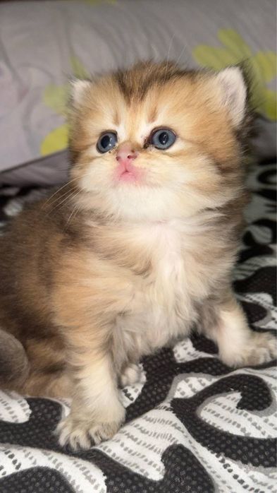 Golden chinchilla