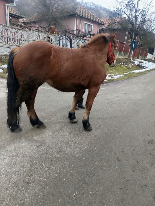 Mânză de 2 ani jumate vând sau schimb cu vaci sau juninci