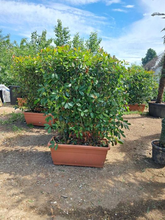 Plante Ornamentale de la 35 Lei + Transport Gratuit & Plantare Inclusă