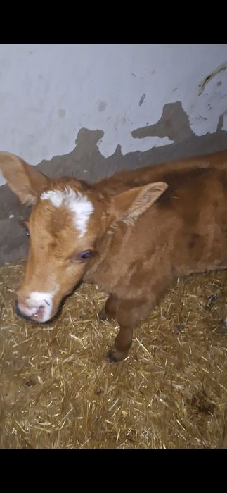 бузаулар 1 аптадан бастап 1 айга дейнгы