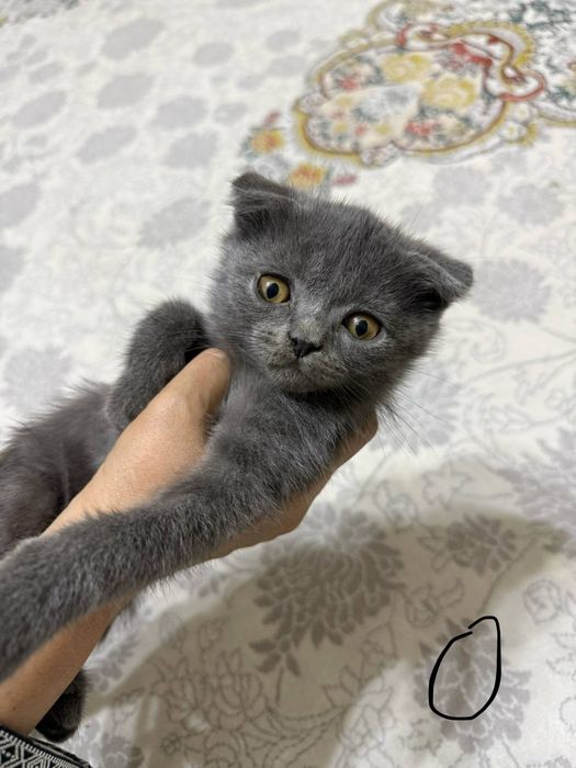Котенок на продажу