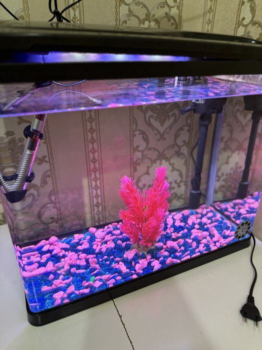 Akvariyum 55 litr