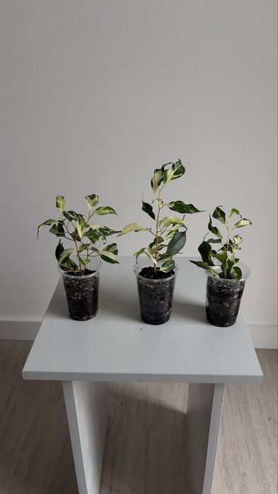 Фикус Бенджамина Кёрли (Curly); Керли