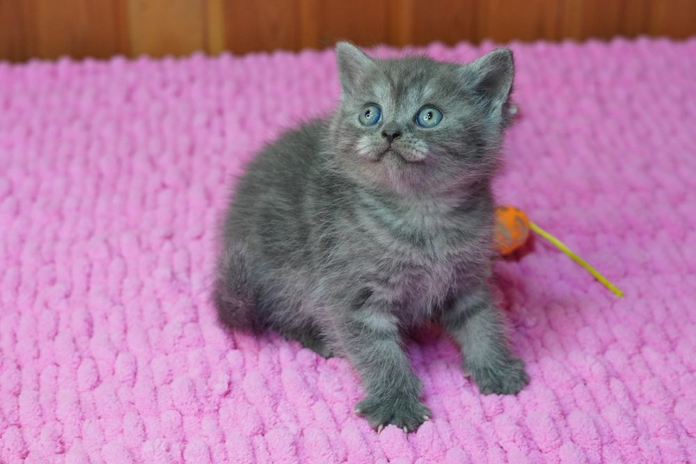 Шотландские  котята мраморята