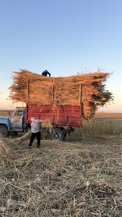 Камыс сатылады. Қамыс бар.