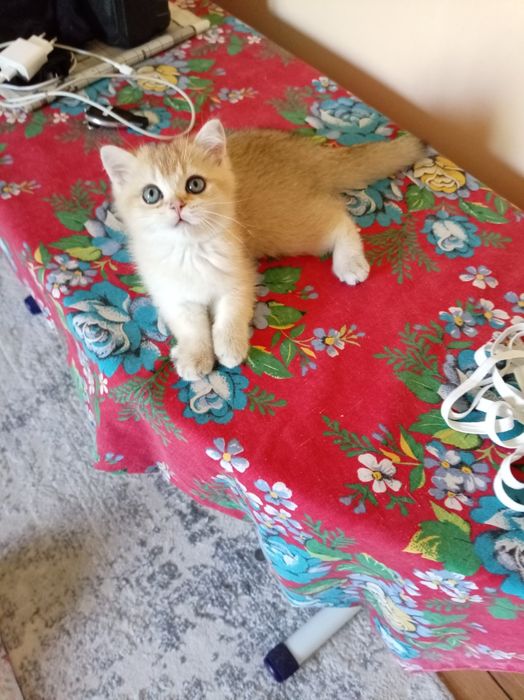Продаются котята породы скоттиш фолд и страйт