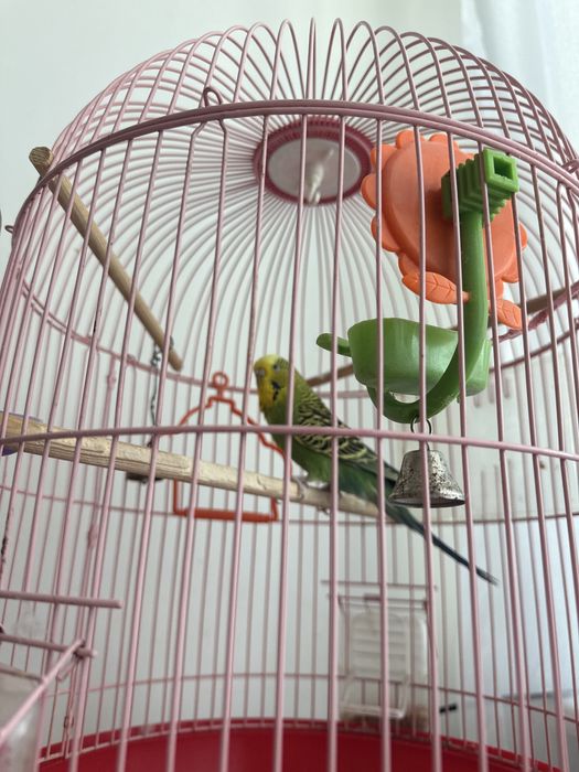 Продам недорого попугая