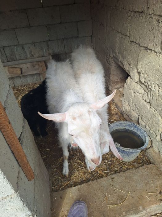 Заанен текесі сатылады