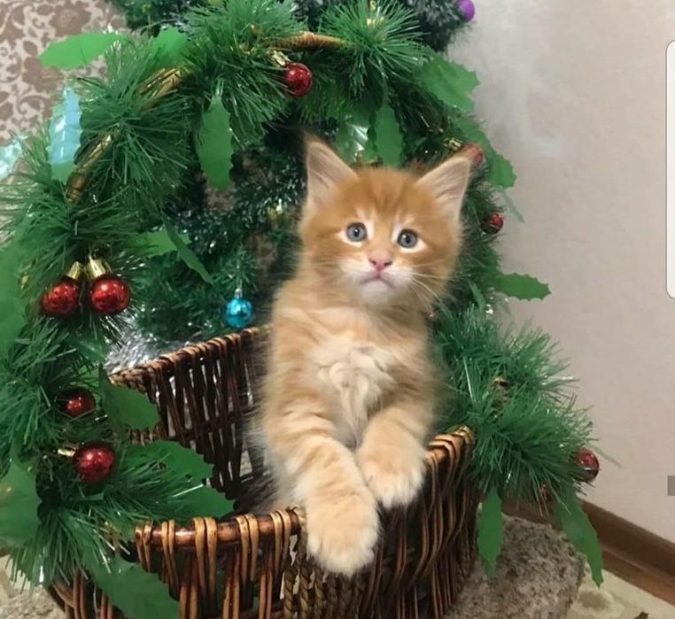 Вязка. Кот мейн-кун.