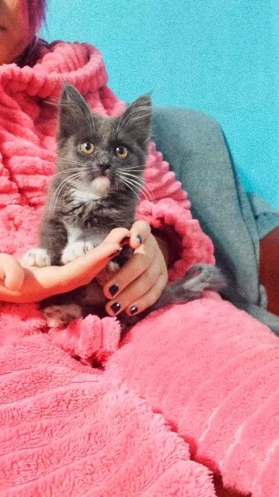 Котёнок-девочка, 2 месяца