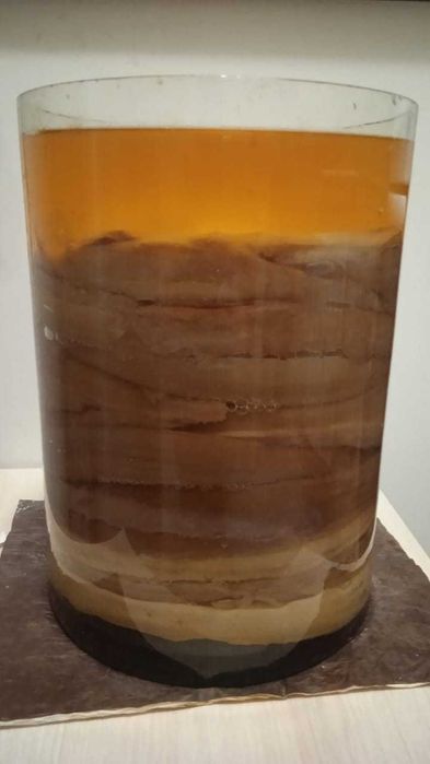 Чайный гриб домашний