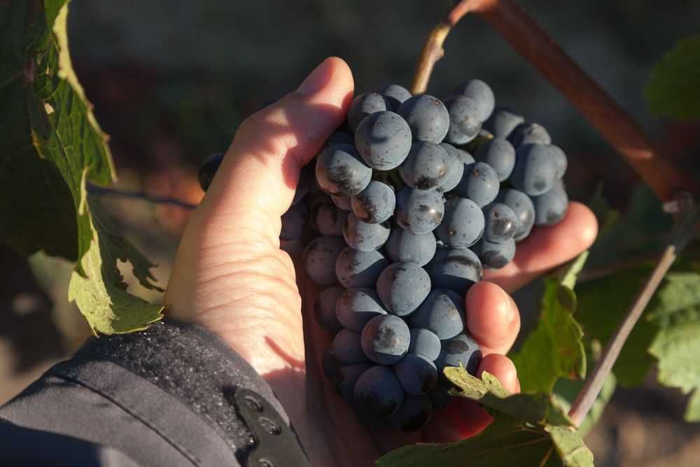 Struguri de vin adusi acasa diverse soiuri albi-negri, preț producător livrare la locație în jud. Tulcea - Constanța