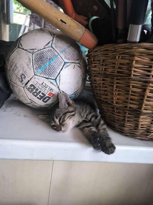 Котята ищут новый дом