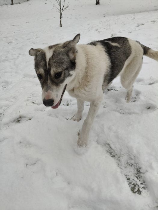 Donez 2 caini jucausi