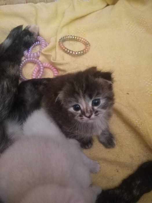 Котята вислоухие шотландские . котенок вислоухий мальчик и девочка