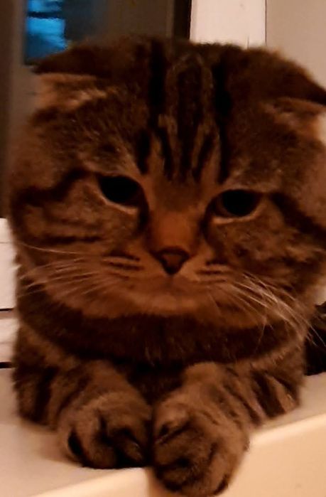 Отдам в хорошие руки