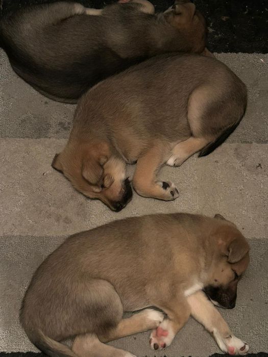 Отдадим Щеноков срочно