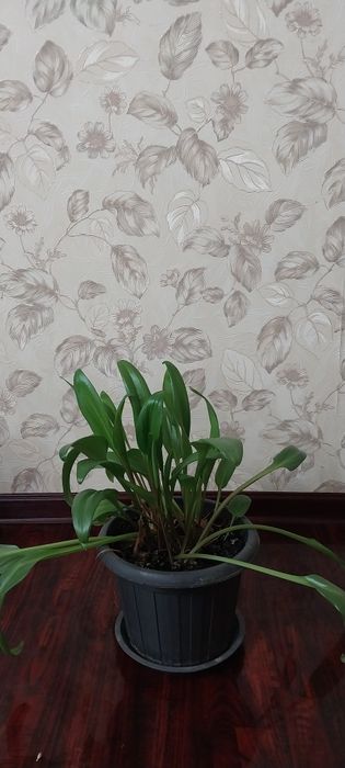 Комнатные цветы - Ледебурия Дримиопсис