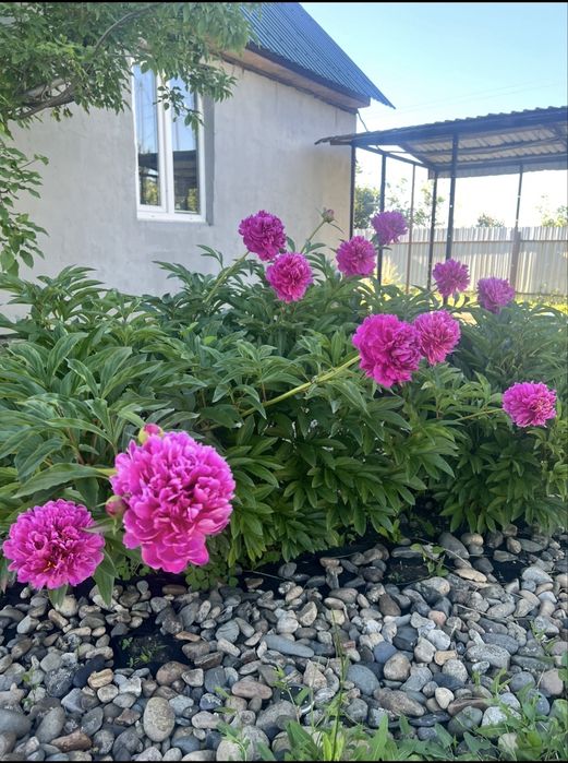 Продам дачу срочно