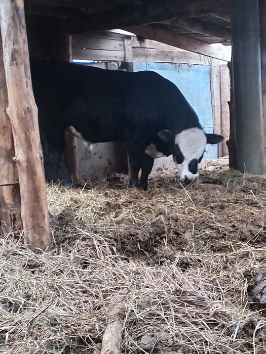 Продам бычка срочно