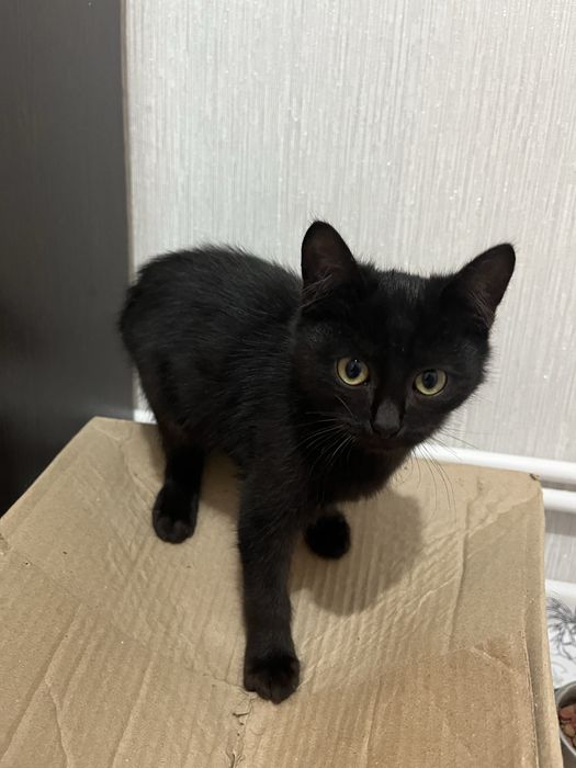 Отдам котят в добрые руки