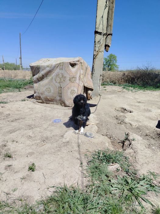 Кандек сатылады охотанын