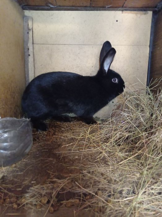 Продам кроликов на племя