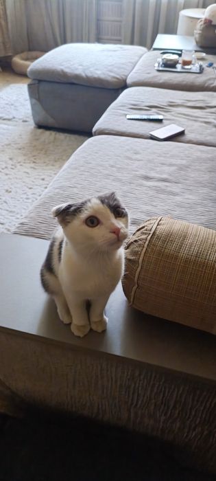 Очень ласковый мальчик