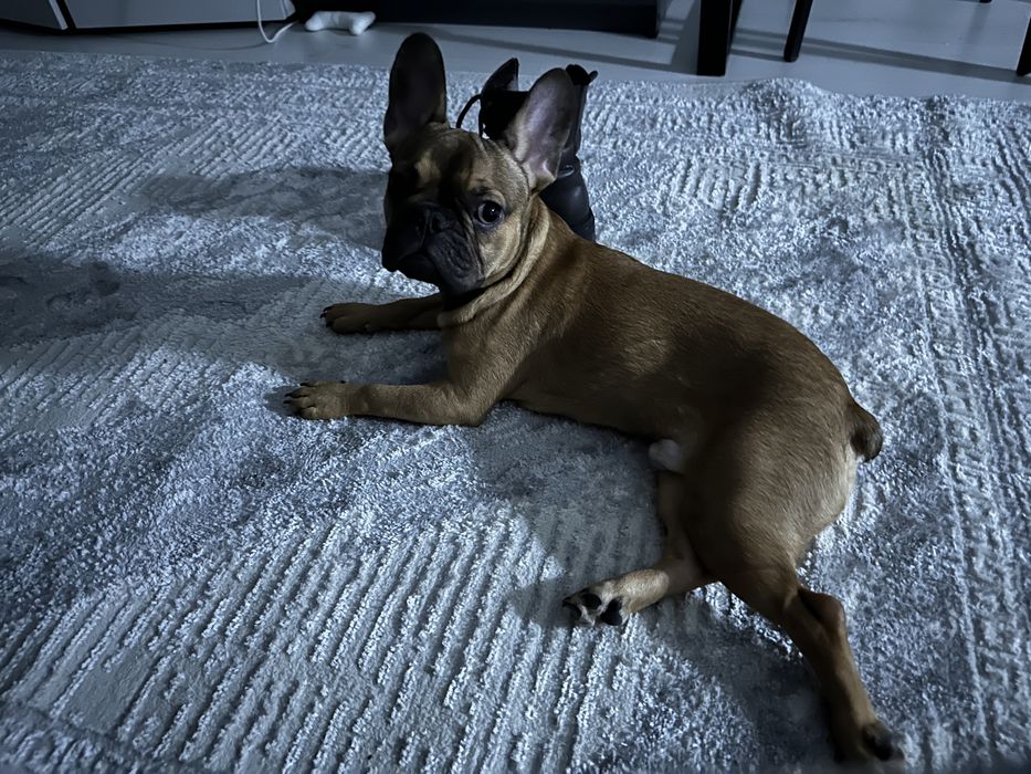 Французский бульдог мальчик