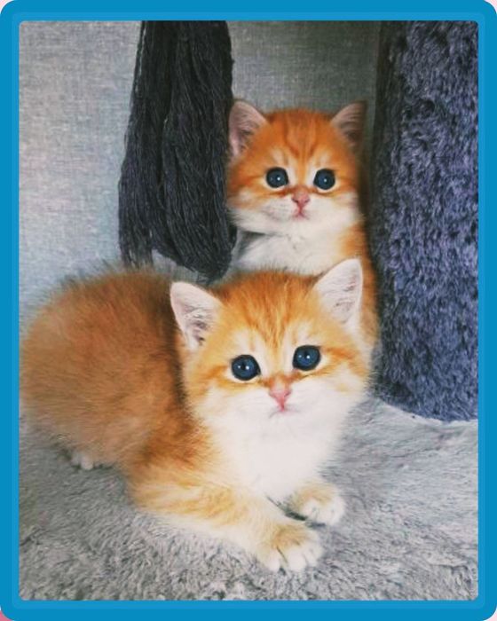 Продаются золотые шиншиллы