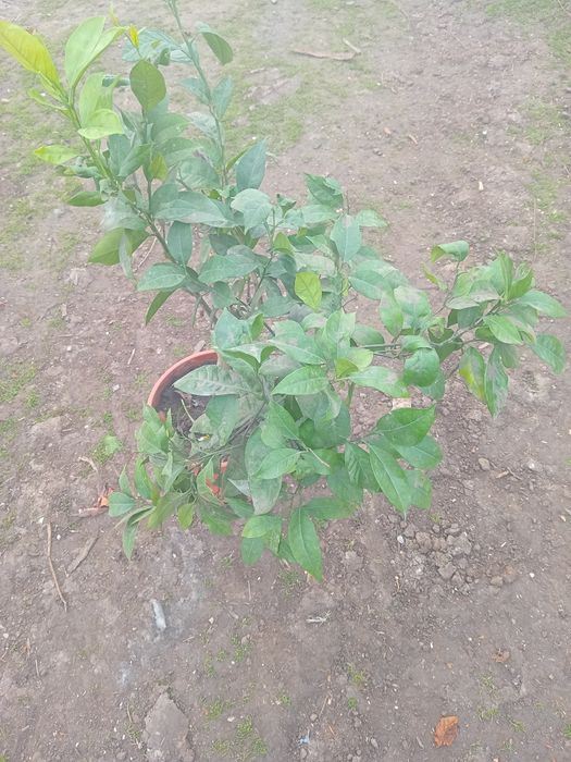 Портокал  сорт   Навел