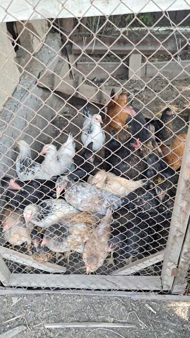 Продам  цыплят д