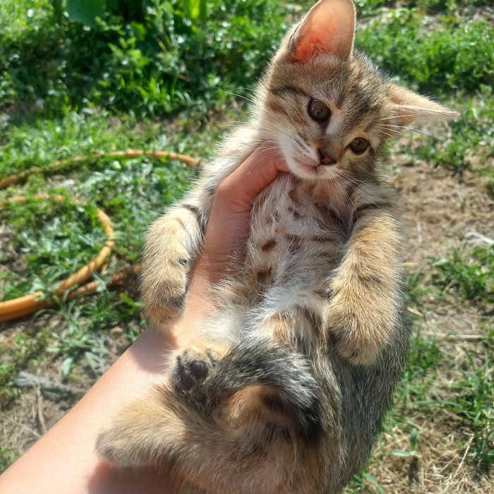 Котёнок девочка 1,5 месяцев