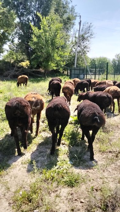 Прадам декабрски толық Кошкар