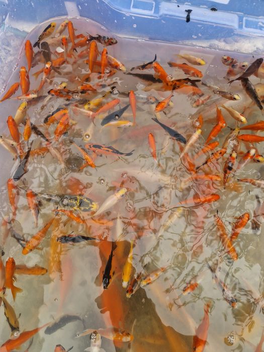 Vând pesti crapi koi și carasi în Cluj-Napoca nu livram în țară prețul este de la 10 lei în sus