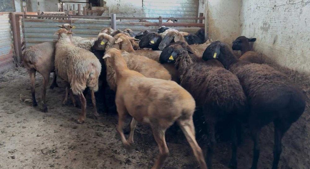 Продам овец, баранов, овцематок.