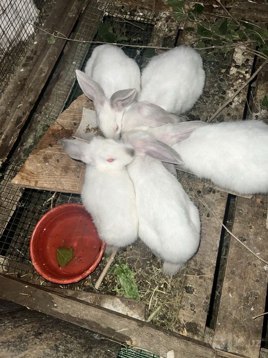 Quyonchalar va ona quyonlar