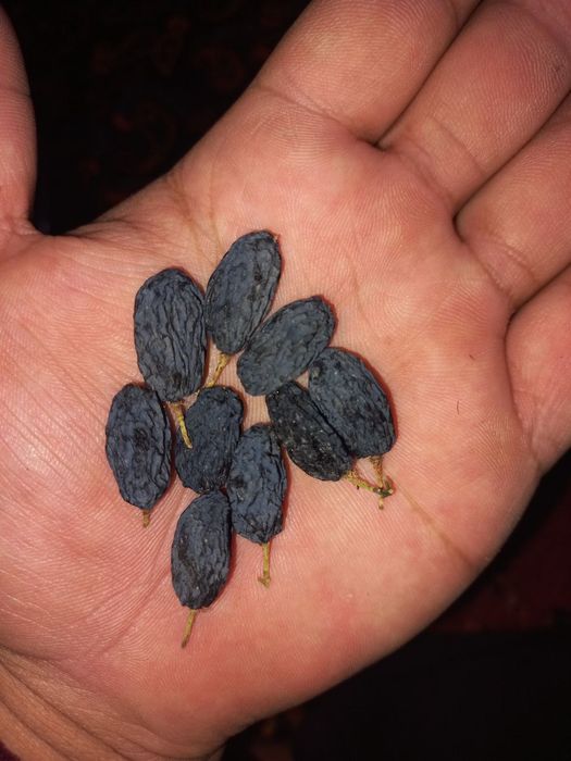 Mayiz Gegant Soyaki Kunaki kanditr har hil turdagi mayizlar katta abyo