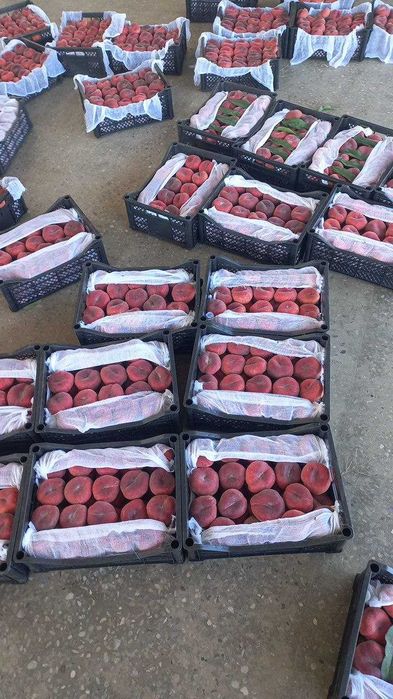 Эртаки анжир ва туксиз кизил Фантазия шафтоли кучатлари сотувда.